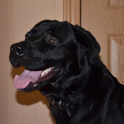 Александр Шариков