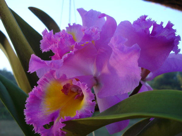 Елена Сухих