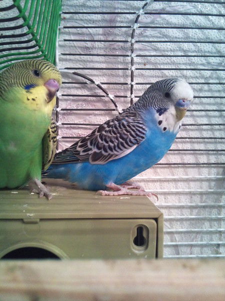 Владимир Дьяченко