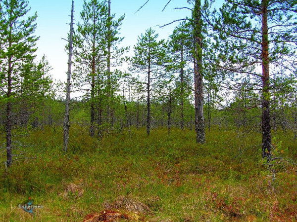 Кокшарова Екатерина