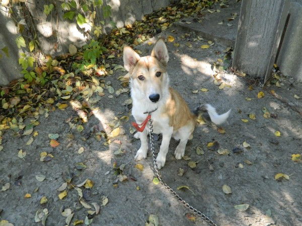 Александр Матвеев