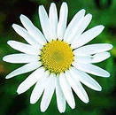 Наталия Дунцова