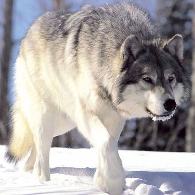 Роман Портареску