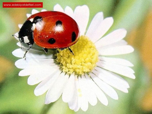 Бажена Горская