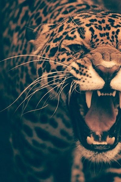 Артём Фирсов