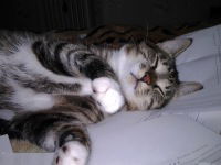 Александр Соколов