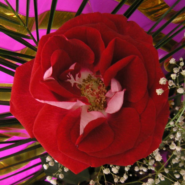 Антонина Чистякова