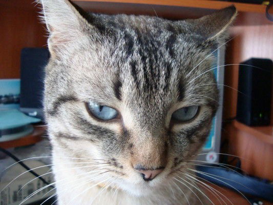 Анатолий Рекутин