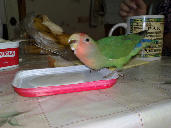 Света Лосева