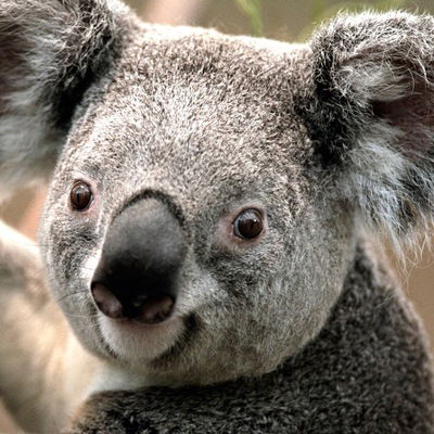 Максим Черняев