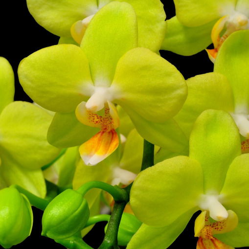 Дильдора Ботирова