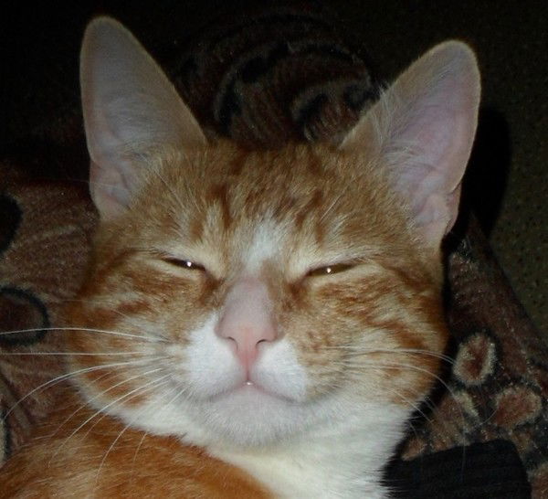 Владимир Черкасов