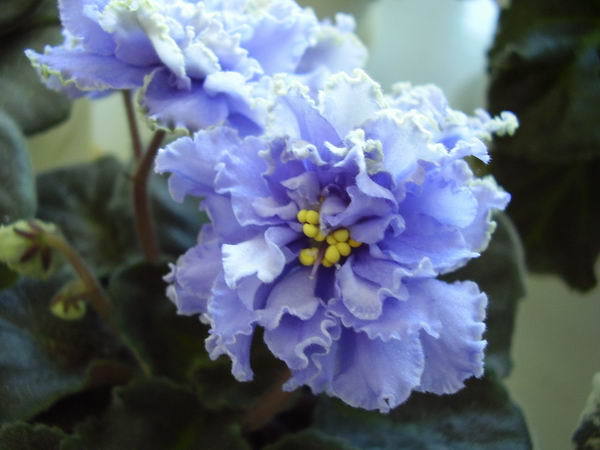 Людмила Гарагатая