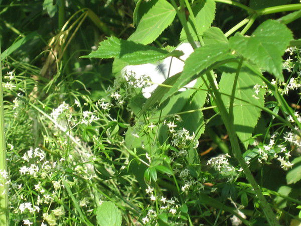 Алла Чернышова