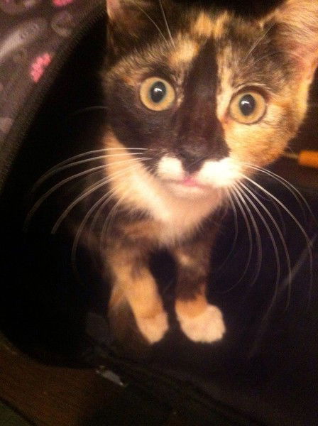 Ирина Лапухина