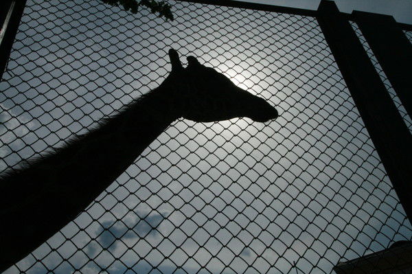 Андрей Грачев