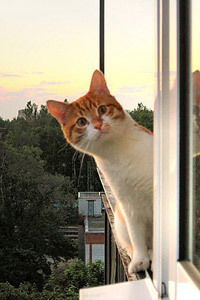 Елена Богданова