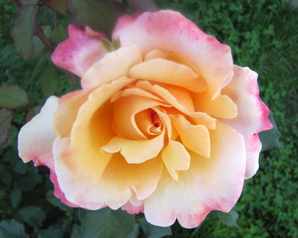 Любовь Вечна