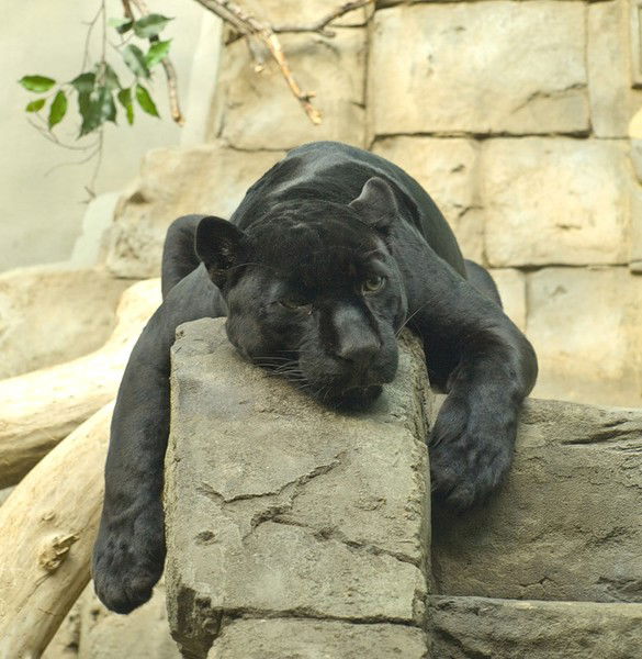 Леонид Васин