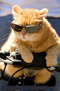 Ниф-Ниф Нуф-Нуф Или Наф-Наф