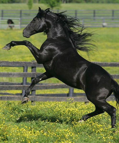 Николай Ващенко