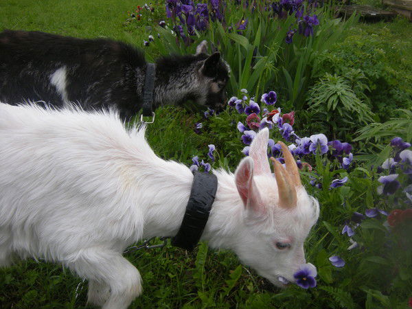 Галина Венедиктова