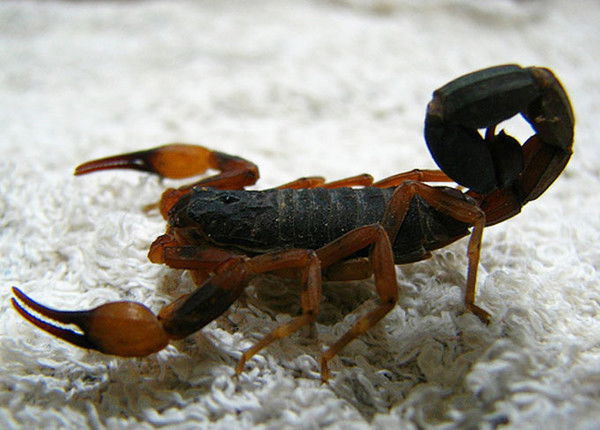 Радик Байматаев