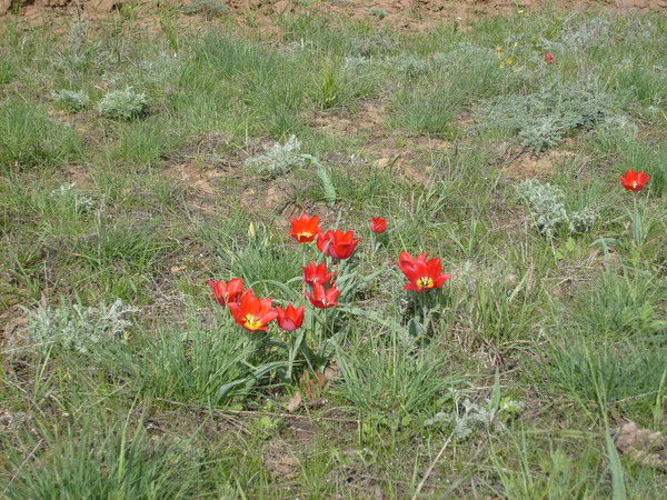 Елена Кошелева