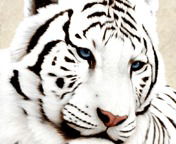 Николай Валерьевич