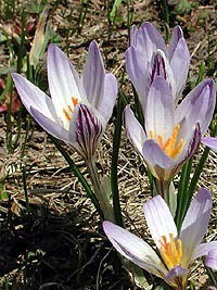 Aнастасия Шумкина