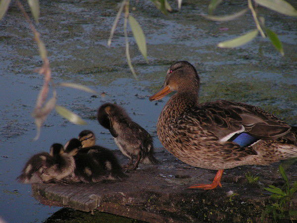 Елена Вильданова