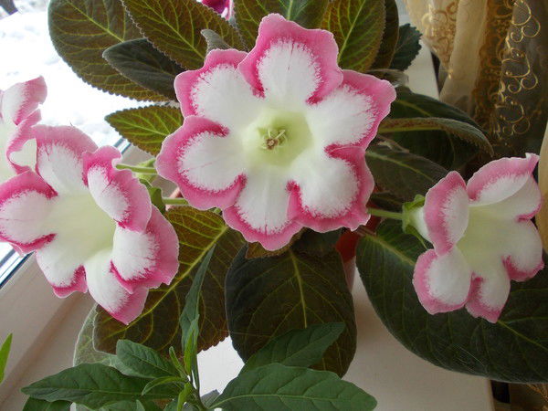 Тамара Ивановна Колмыкова