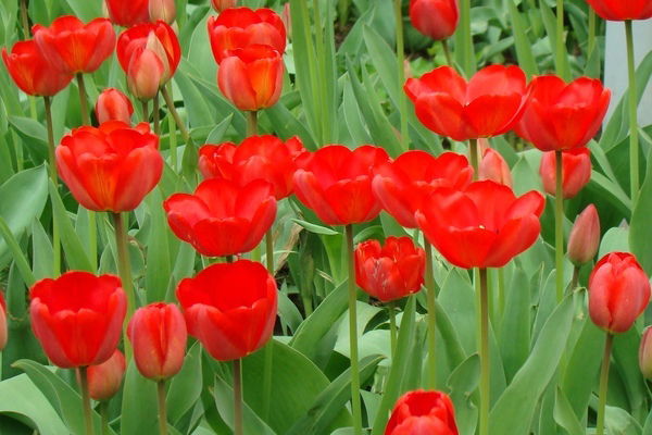 Гульжан Курмангалиева