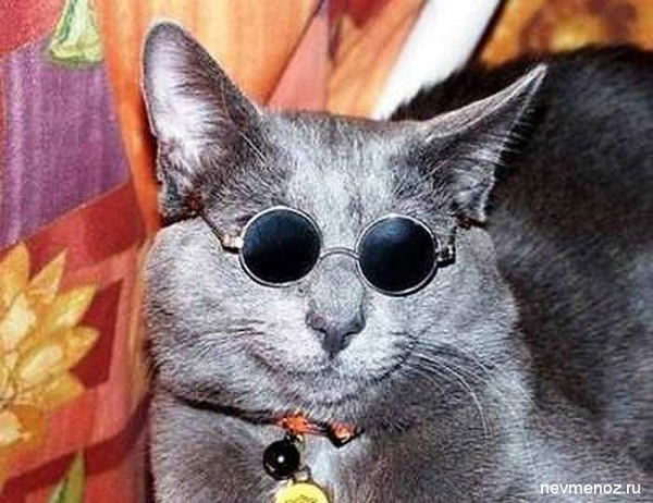 Муфлон Муфлонов