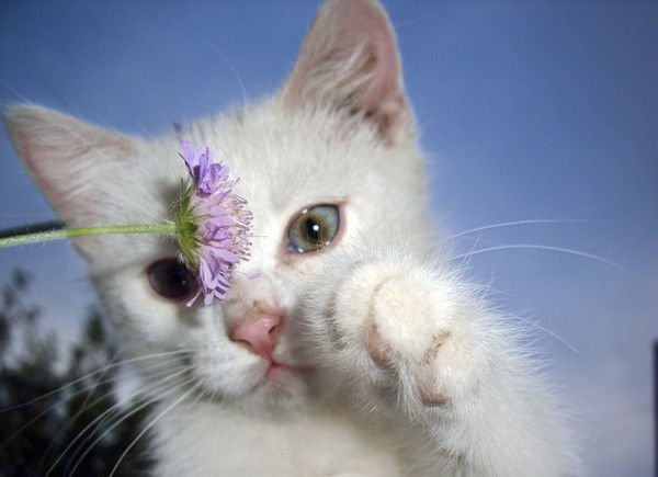 Лиана Кобзарь