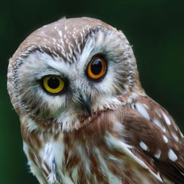 Альбина Мерзлякова