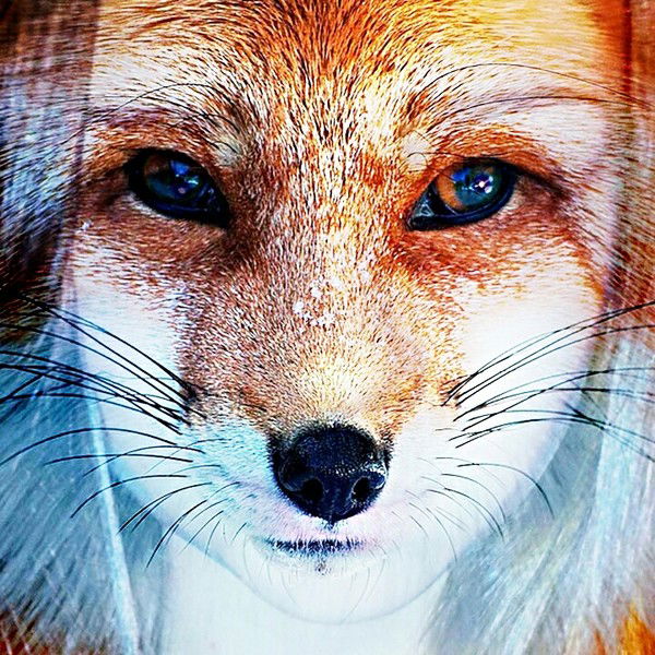 Mrs. Fox