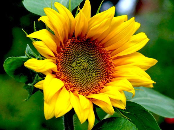 Володина Екатерина