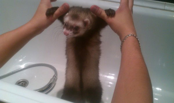 Алексей Ольховой