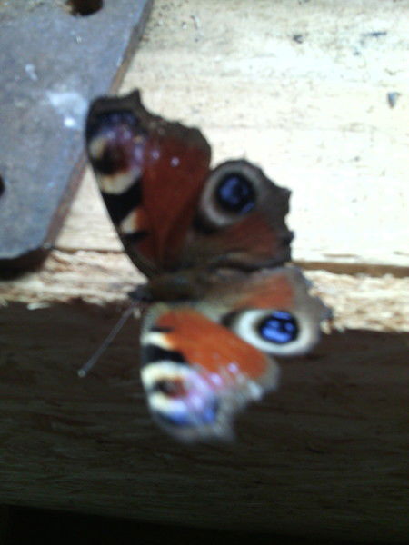 Светлана Рубина