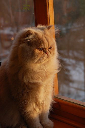 Наталья Натали