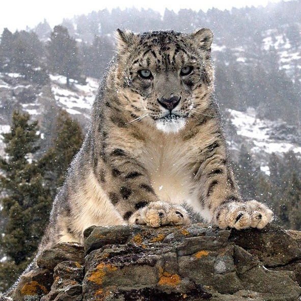 Ванька Иванов