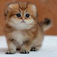 Татьяна Витина