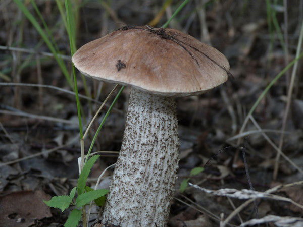 Вера Титова