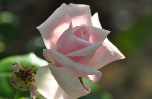 Гульжан Утемисова