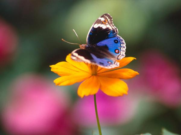 Виктория Виктория