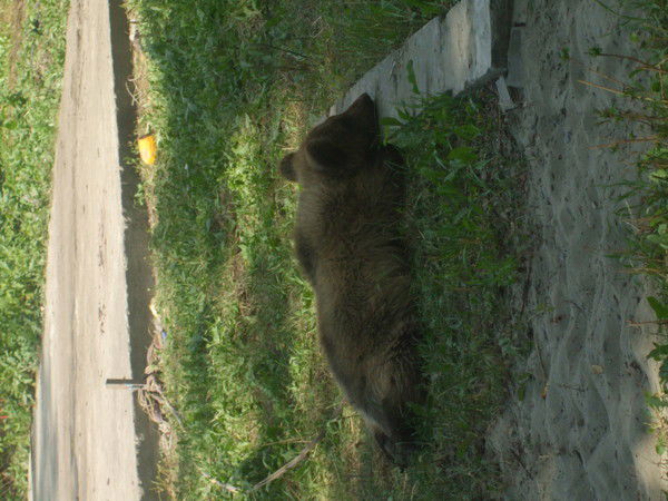 Роман Сильвестров