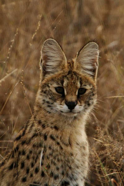 Валерий Горшенёв