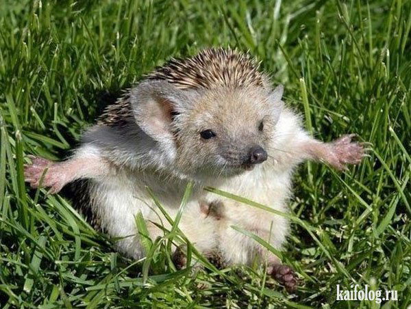 Александр Чевненко