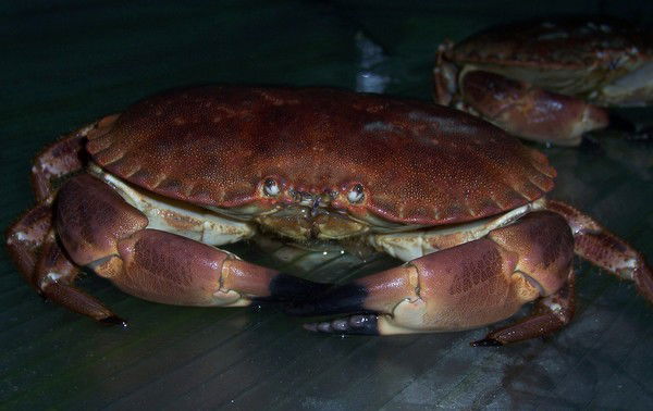 Сергей Политов